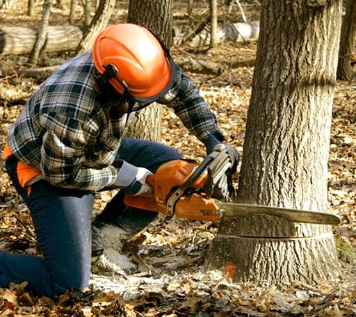 Tree Removal in Hennepin, OK